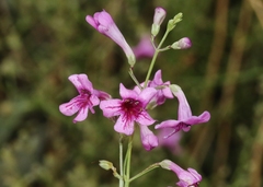 Penstemon thurberi