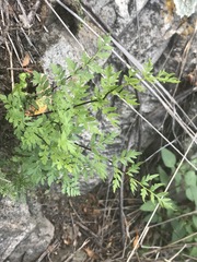 Myriopteris alabamensis