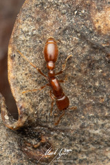 Ooceraea australis
