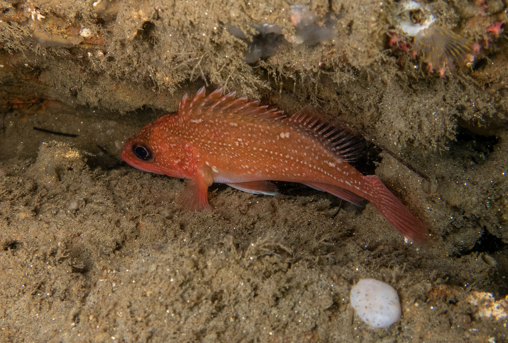 Starry rockfish (Sebastes constellatus) — Sebastidae