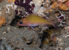 Sebastes constellatus