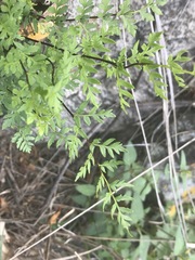 Myriopteris alabamensis