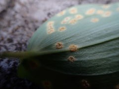 Uromyces halstedii