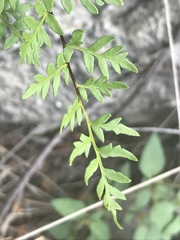 Myriopteris alabamensis