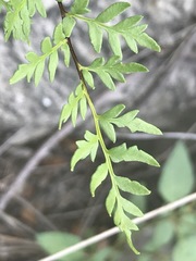 Myriopteris alabamensis