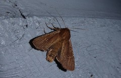 Ichneutica infensa