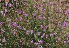 Penstemon thurberi