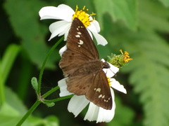 Seseria formosana