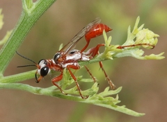 Prionyx foxi