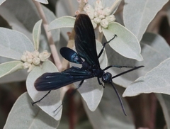 Pepsis mexicana