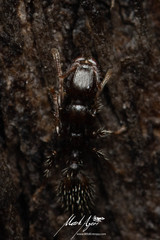 Podomyrma elongata