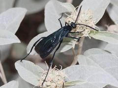 Pepsis mexicana
