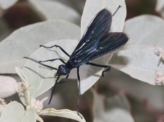 Pepsis mexicana