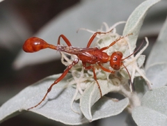 Ammophila wrightii