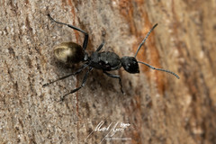 Polyrhachis erato