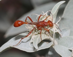Ammophila wrightii