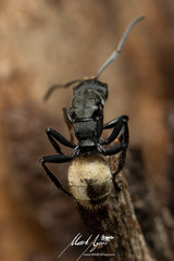 Polyrhachis erato
