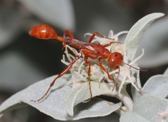 Ammophila wrightii