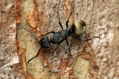 Polyrhachis erato