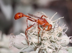 Ammophila wrightii