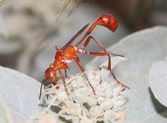 Ammophila wrightii