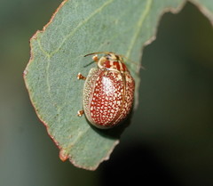 Paropsisterna decolorata
