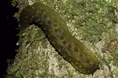 Athoracophorus papillatus