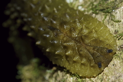 Athoracophorus papillatus