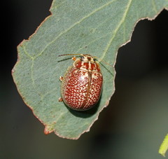 Paropsisterna decolorata