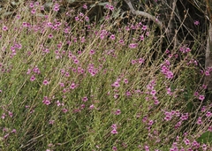 Penstemon thurberi