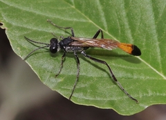 Ammophila placida