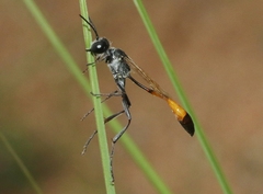 Ammophila placida