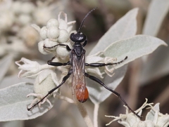 Ammophila placida