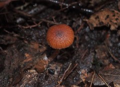 Phaeomarasmius