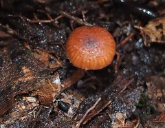 Phaeomarasmius