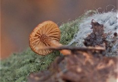 Phaeomarasmius
