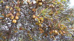 Eucalyptus dolichorhyncha