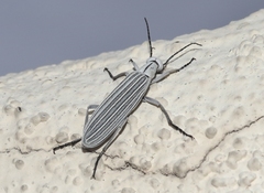 Epicauta costata