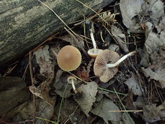 Psathyrella pseudovernalis