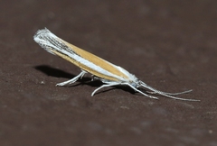 Ypsolopha gerdanella