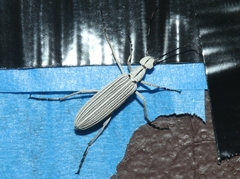 Epicauta costata