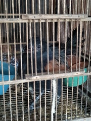 Centropus nigrorufus