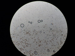 Psathyrella pseudovernalis