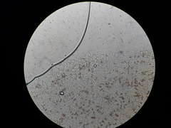 Psathyrella pseudovernalis
