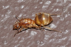 Myrmecocystus mexicanus