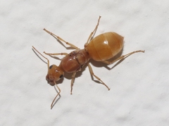 Myrmecocystus mexicanus