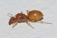 Myrmecocystus mexicanus