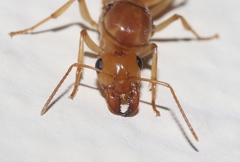 Myrmecocystus mexicanus