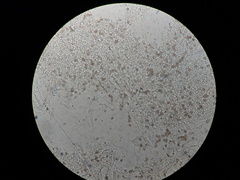 Psathyrella pseudovernalis