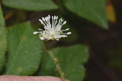 Croton ciliatoglandulifer